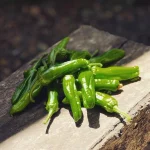 Pimientos del padrón