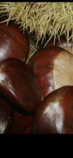 Castañas Marron