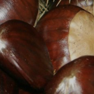 Castañas Marron